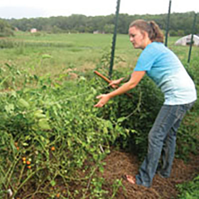 Caring for the tomato crop